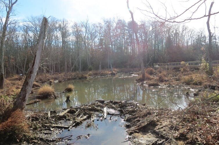 Beaver dam